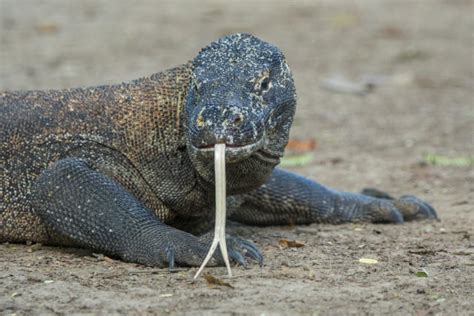 Komodo Dragon Tried To Have Sex With Bbc Camera In Wild