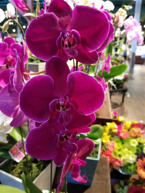 Purple Phalaenopsis Orchids Phalaenopsis Orchid Orchids Phalaenopsis