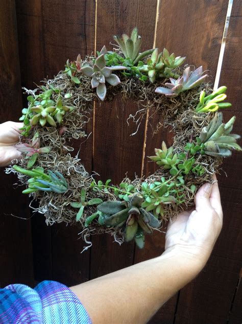 Succulent Wreath Wire Wreath Moss Root Excel Errant And Succulents