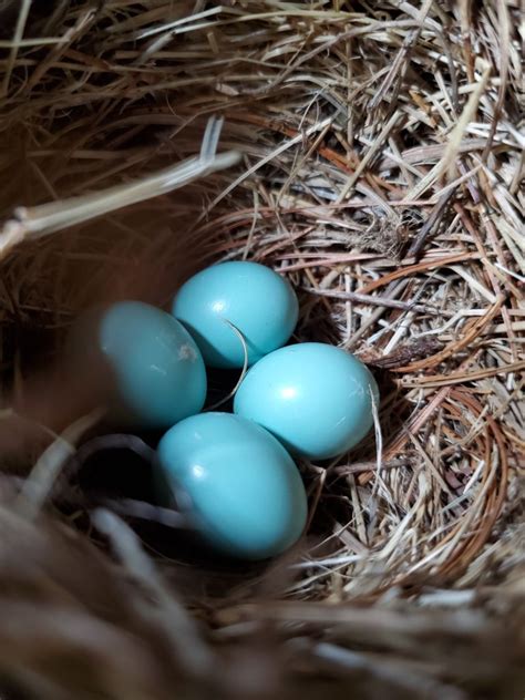 Nestwatch Eastern Bluebird Eggs Nestwatch