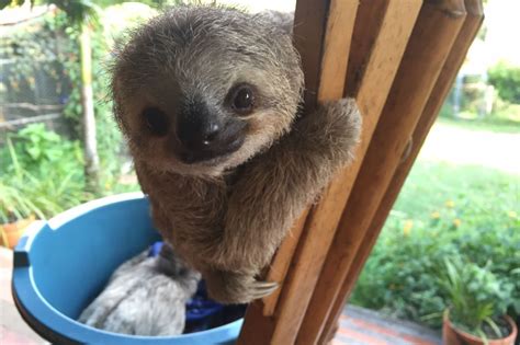 These Smiling Baby Sloths Will Cheer You Up