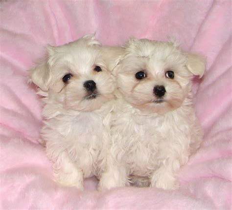 Maltese Puppies Adoption Maltese Puppy Puppy Adoption Teacup