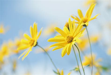Wallpapers Yellow Flowers Wallpapers Aster Flowers Wallpapers See