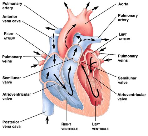 The diagrams may be plan or of a given section or cell. The Mammalian Heart - Welcome To MyBiology Portfolio