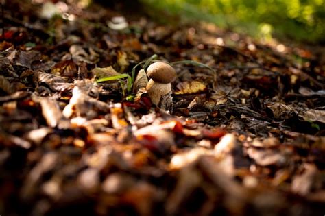 Premium Photo White Mushrooms In The Woods