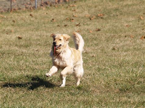 We did not find results for: Stonnie Dennis Cabin Creek Kennel | Stonnie Dennis Dog ...