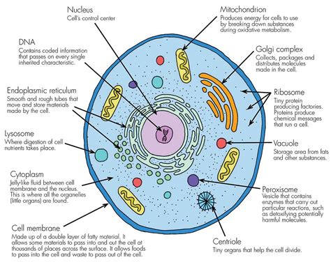 Diagram Diagram Of Cell Parts Mydiagramonline