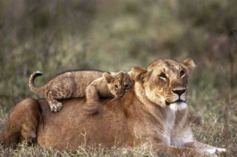 Female Lion And Cub