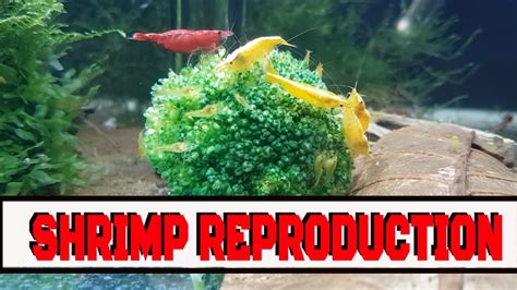 Shrimp Reproduction Youtube