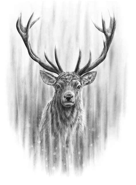 Red Deer Stag Ii — Nolon Stacey Deer Drawing Deer Head Tattoo Stag