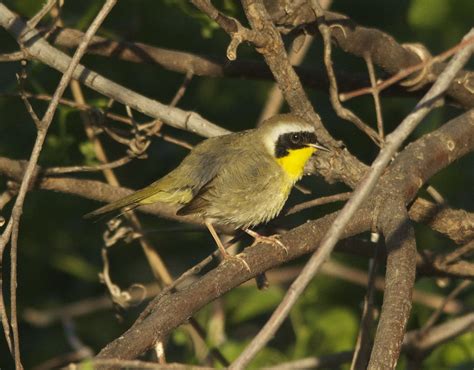 Photography By Deb Hirt Oklahoma Breeding Bird Species Profile Common