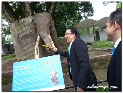 * appointment of dato mohammed shazalli ramly as new managing director / group chief executive officer with effect from 1 may 2017. Feeding elephants and Celcom's wildlife adoption project ...