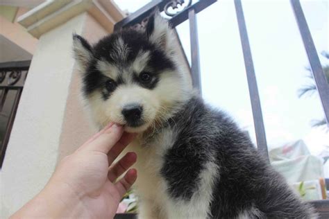 All females, one red/white, one gray/white and three black/white. LovelyPuppy: 20131215 Real Wooly Husky Puppy (Black/White Color)