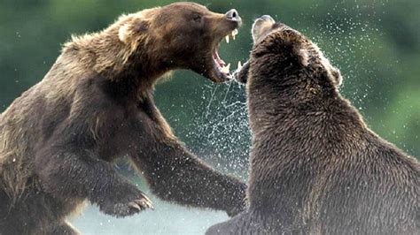 combat a mort real bears fight in jungle bear mating hot battle hd exclusive 2016 youtube