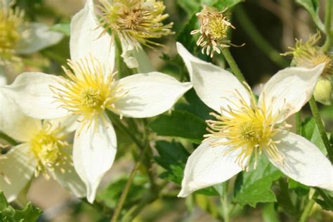 Check spelling or type a new query. Gelbblühende Archive - Clematis Herian