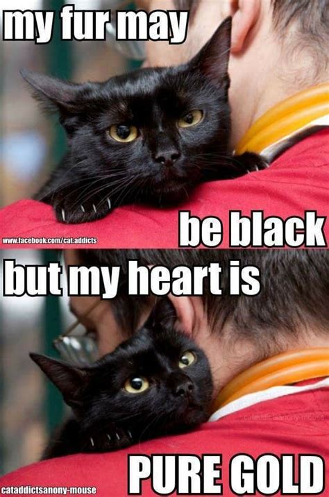 Pin Van Catherine Fowler Op Lol Cats 4 Zwarte Katten Kattenhumor