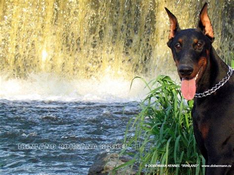 Doberman Wallpapers Wallpaper Cave HD Wallpapers Download Free Map Images Wallpaper [wallpaper376.blogspot.com]