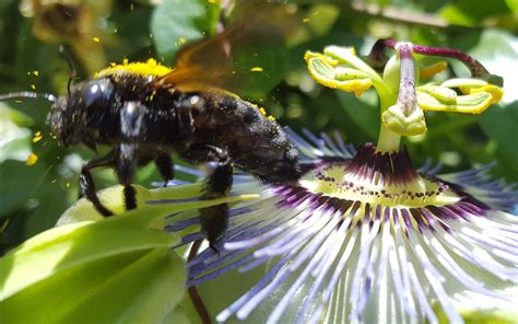 Bumble Bee Pollinating Passion Flower Vines Soon To Bee Passion Fruit