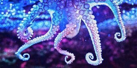 13 Fascinating Facts About Octopuses That You Didnt Know