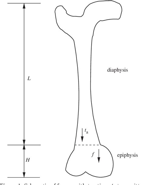 Figure 1 From The Thermodynamic Driving Force For Bone Growth And
