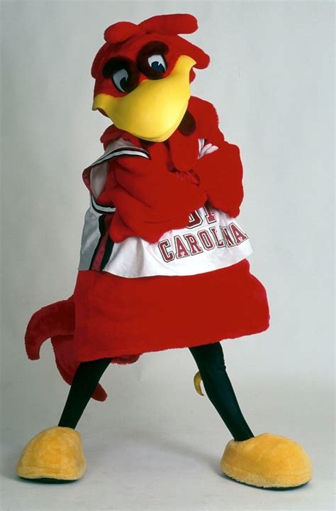 Cocky Is The Mascot Of The University Of South Carolina South Carolina Football Carolina