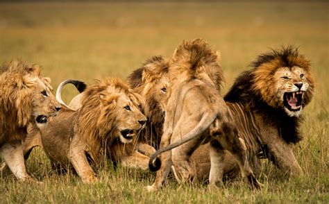 Sanparks Defends Decision Of Killing 7 Lions That Escaped From Reserve