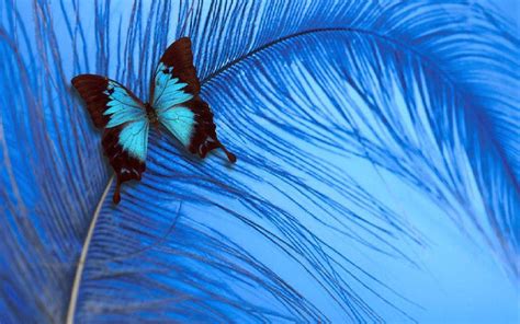 Blue Butterfly Wallpapers Wallpaper Cave