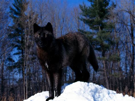 Cool Black Wolf Wallpaper Wallpapersafari