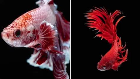 Do Betta Fish Change Color Over Time And Why Does This Happen