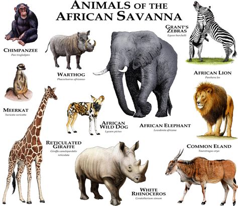 Animals Of The African Savanna By Rogerdhall On Deviantart