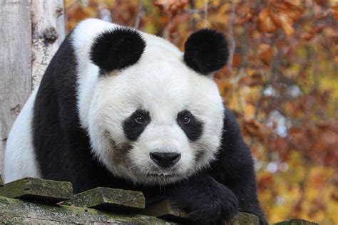 Panda Berlin Bao Bao