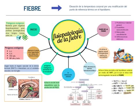 Fisiopatología De Fiebre Mind Map En 2023 Fiebre