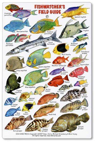 Fishwatchers Reef Field Guide Fishes Of Tropical Atlantic And Caribbean