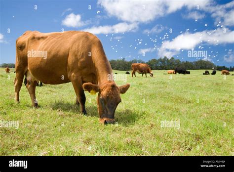 Cows Hi Res Stock Photography And Images Alamy