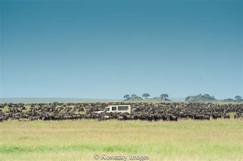 Serengeti National Park Tanzania Unesco World Heritage Site And The