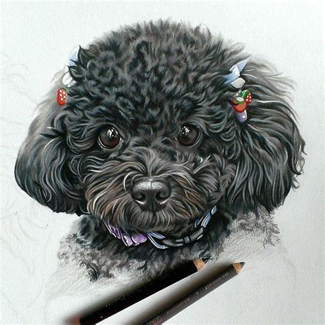 Tibetan spaniel by dog drawing on deviantart. dog color pencil drawing by krystle missildine | Cool ...