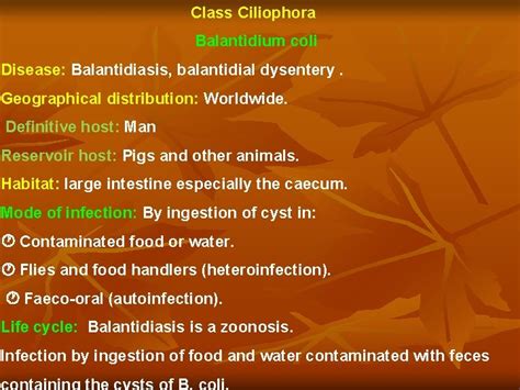 Class Ciliophora Balantidium Coli Disease Balantidiasis Balantidial
