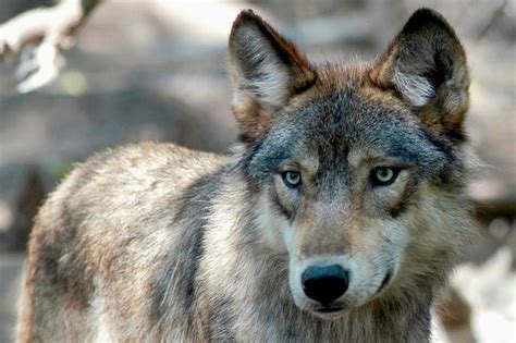 Us Colorado To Release Near Extinct Gray Wolves Heres When Where