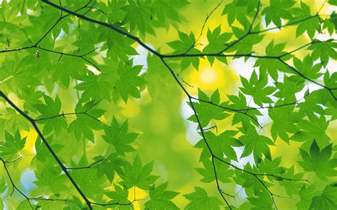 Yellow Green Leaves Hd Wallpapers Wallpaper Cave