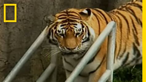 Zoo Tiger Escape National Geographic Youtube