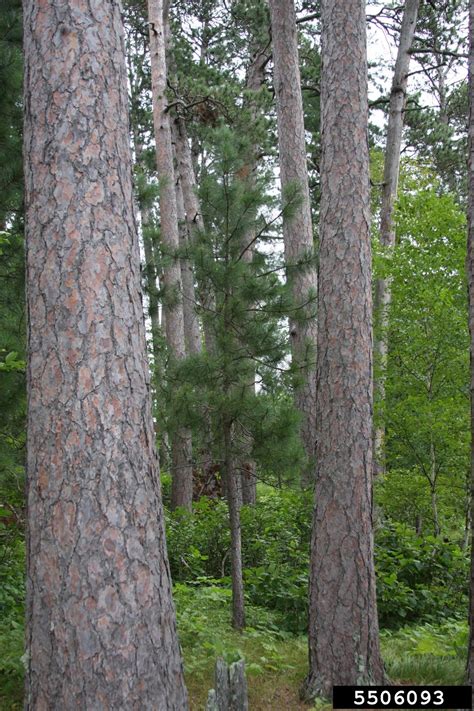 Red Pine Pinus Resinosa