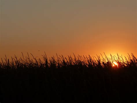 Free Images Nature Horizon Cloud Plant Sky Sun Sunrise Sunset