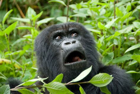 Meet Carl The Gorilla Carl Lives Under The Rainforest Canopy Just
