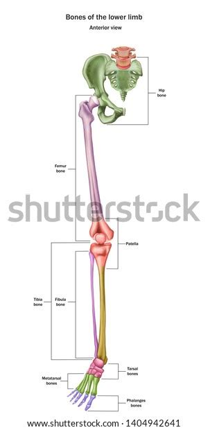 Lower Limb Over 619 Royalty Free Licensable Stock Vectors And Vector Art
