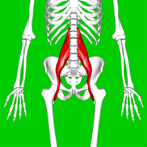 Psoas Balance⚖ Balance Between Agonist And Antagonist Muscles Key To