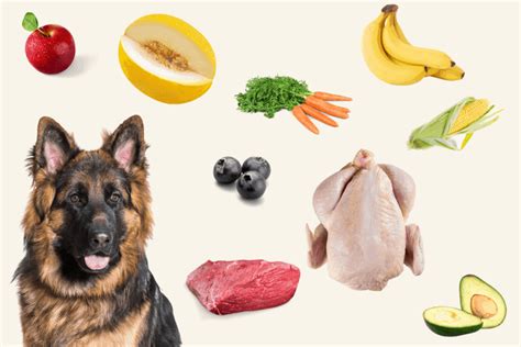 Human Foods Safe For German Shepherds And What To Avoid The German