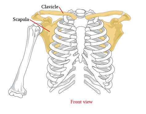 Diagram of a neckbone 12 photos of the diagram of a neckbone , bone. Clavicle - Simple English Wikipedia, the free encyclopedia