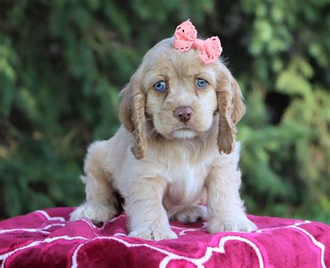 Look at pictures of cocker spaniel puppies in ohio who need a home. Cocker Spaniel Puppies for Sale | My Home Puppies