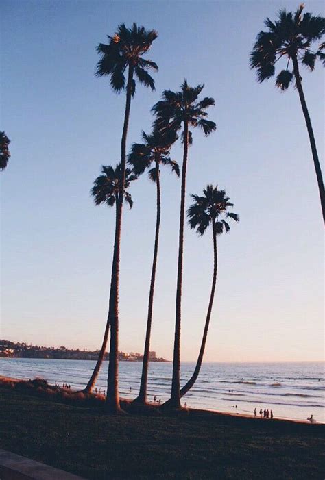 Palm Trees Source Unknown Wallpaper Iphone Summer