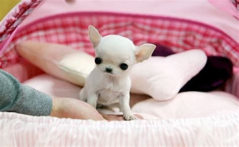 Newborn Chihuahua Puppies Care Bo Rea